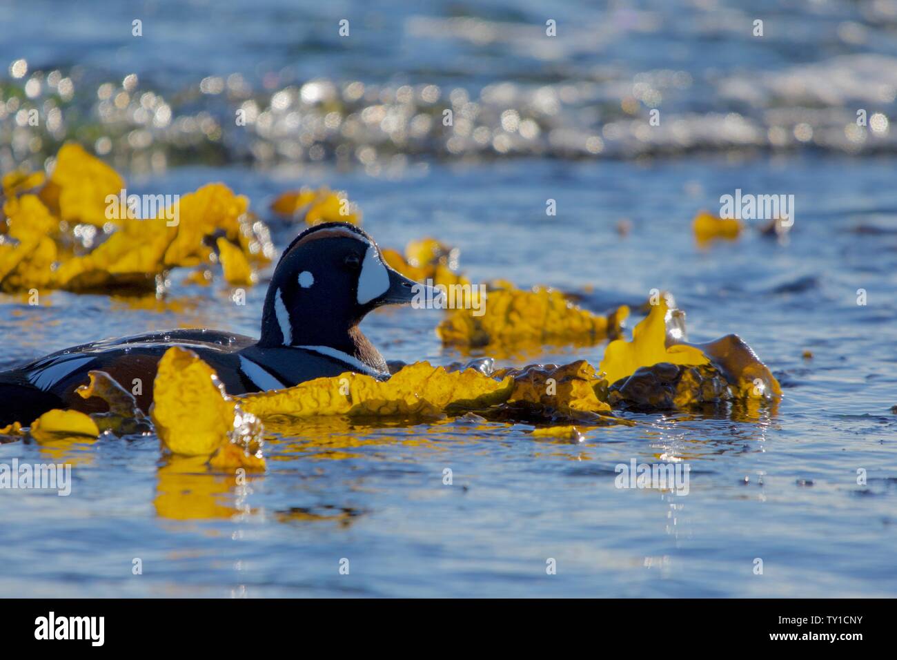 Harlequin duck nuota attraverso il giallo brillante retroilluminato alghe dalla tarda primavera del sole sulla costa meridionale dell'isola di Vancouver, British Columbia. Foto Stock