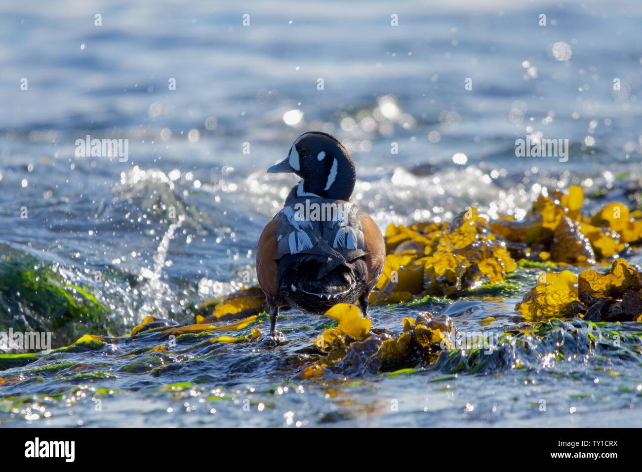 Maschio colorati harlequin duck sorge nelle alghe come onde sguazzare nel sud della isola di Vancouver, British Columbia. Foto Stock