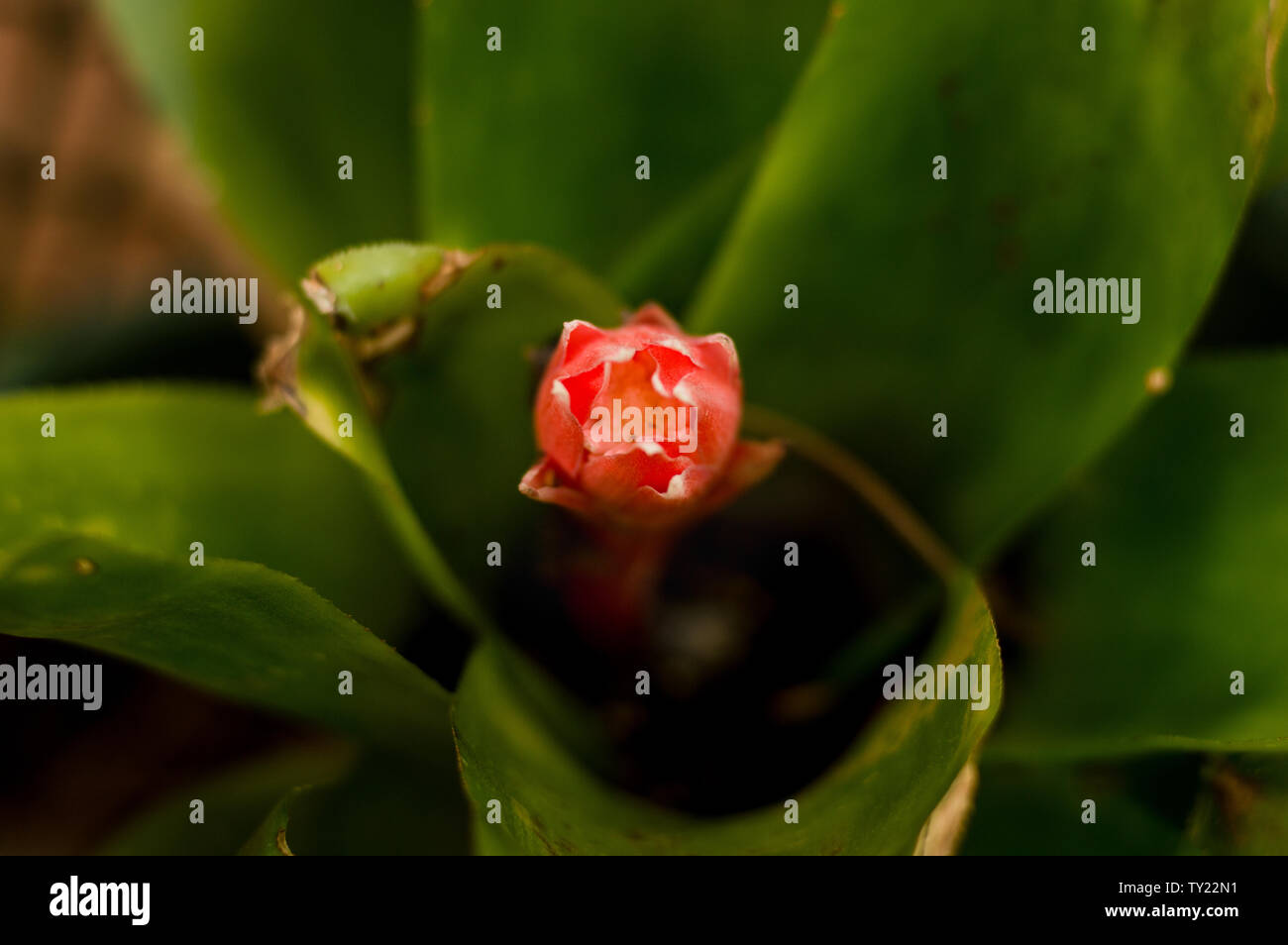 Rosso e viola Billbergia pyramidalis Bromeliad bud, Yucatan, Messico. Foto Stock