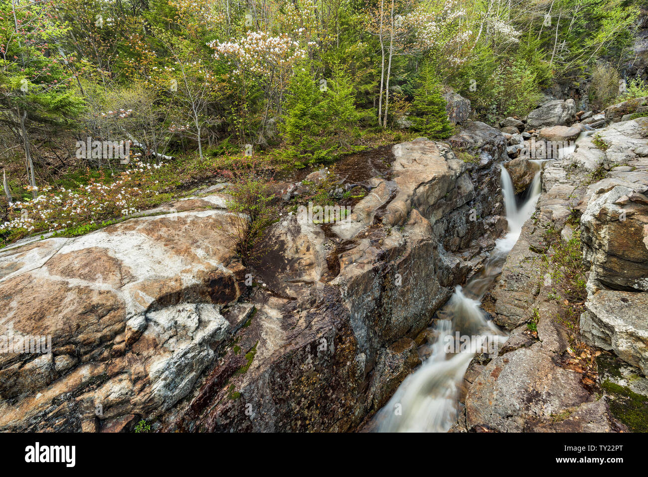 Livello inferiore della cascata di argento in primavera, White Mountain National Forest, Crawford tacca del Parco Statale di Carroll Co., NH Foto Stock