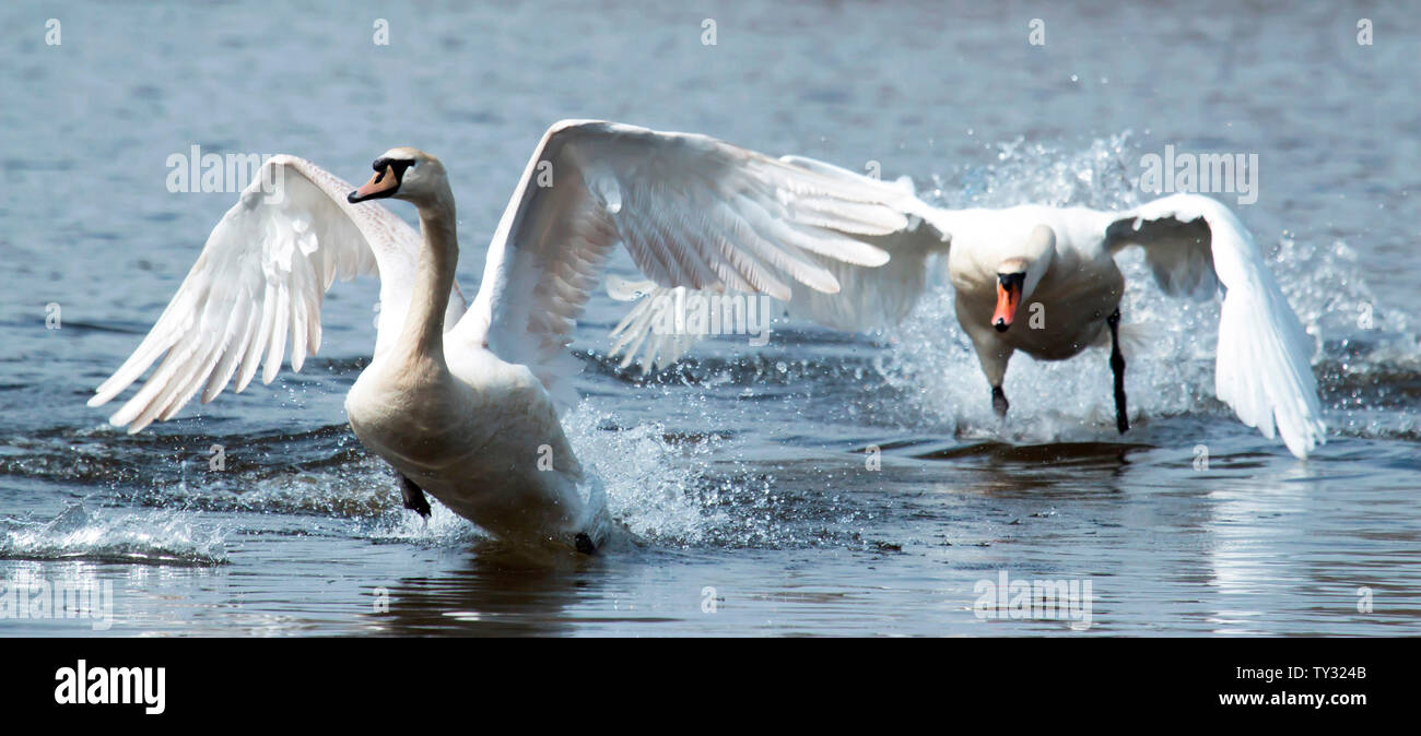 Due cigni eseguito su acqua per arrivare fino a velocità al fine di volare lontano Foto Stock