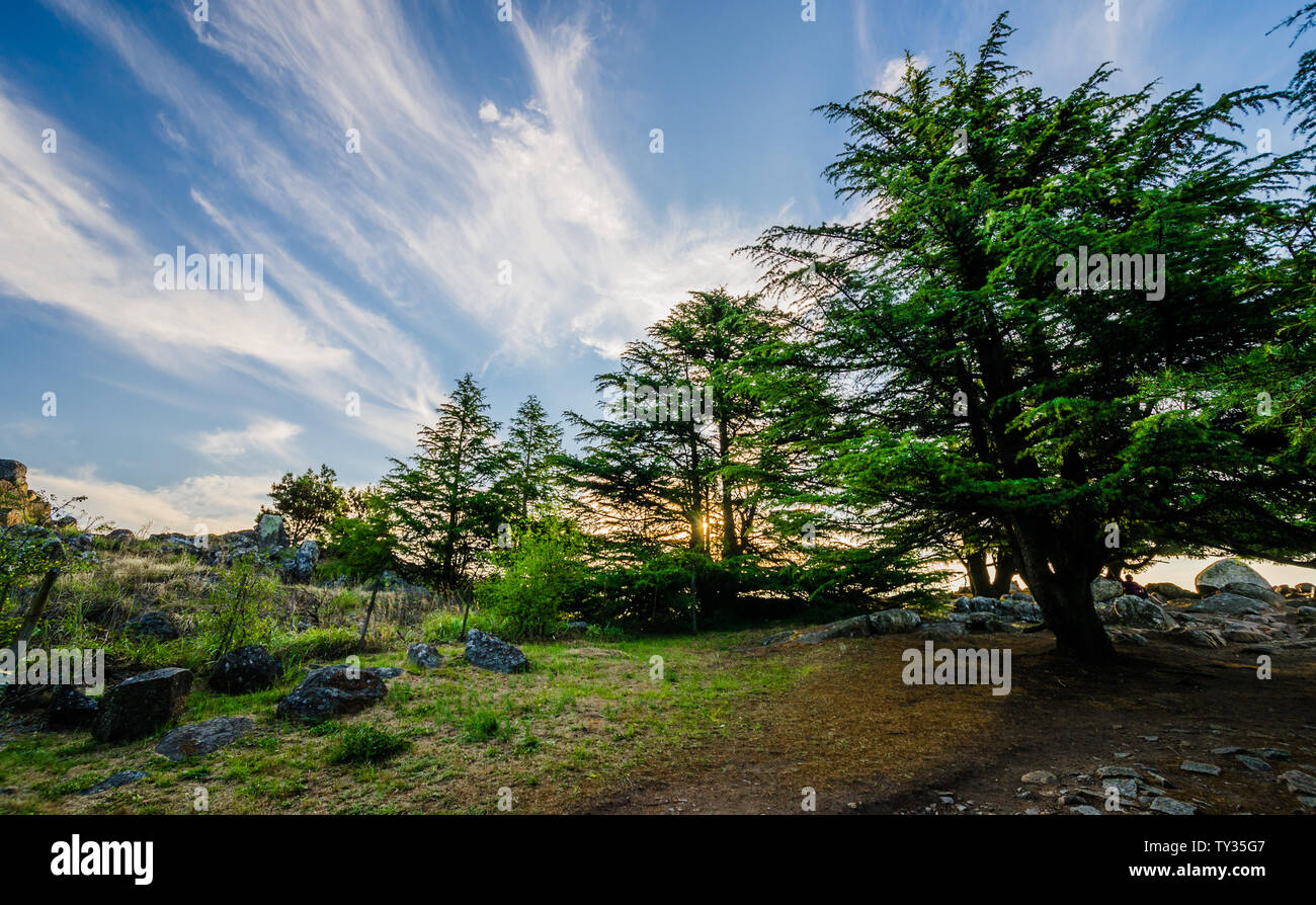 Colorato paesaggio natura Foto di alberi di montagna con cielo blu e nuvole Foto Stock