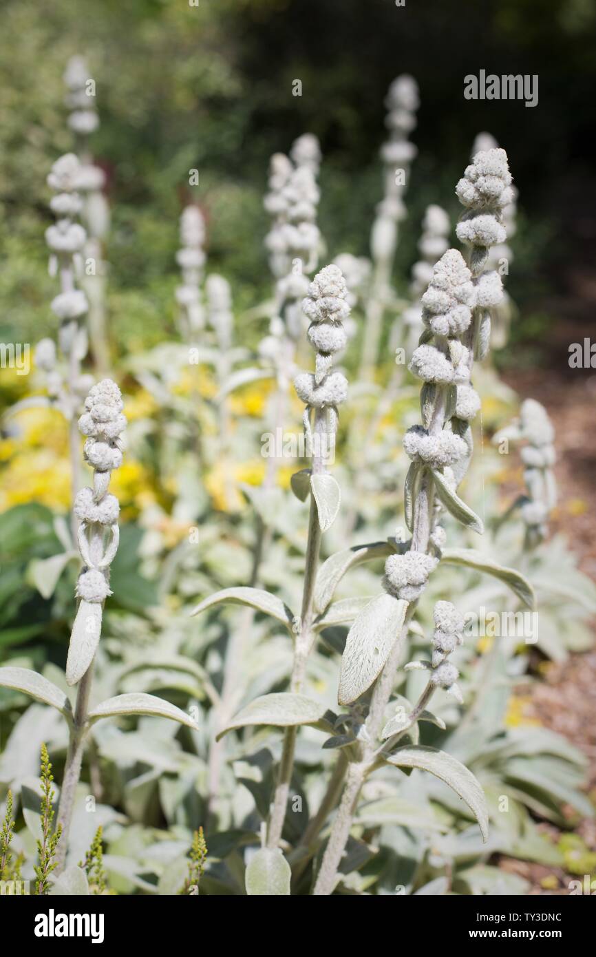 Stachys byzantina - agnello orecchio dell'impianto. Foto Stock