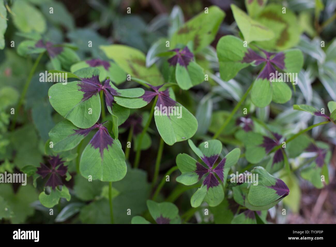 Oxalis tetraphylla croce di ferro (buona fortuna pianta). Foto Stock