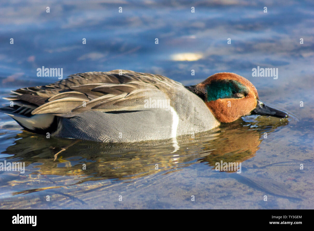 Bella e verde alzavola alato anatra maschio di nuoto e di bere in inverno Lago.simpatico uccello visualizzazione è teal ali e incredibile verde e testa di colore arancione . Foto Stock