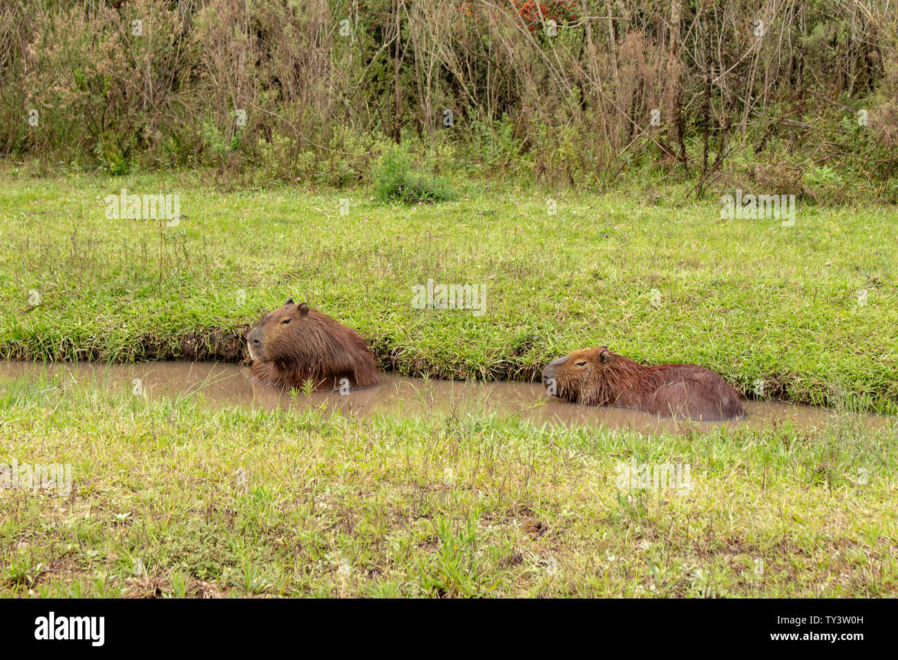 Capelli castani settore animale. Mammiferi erbivori carpincho chiamato che vive nel campo e pozze di argilla. Foto Stock