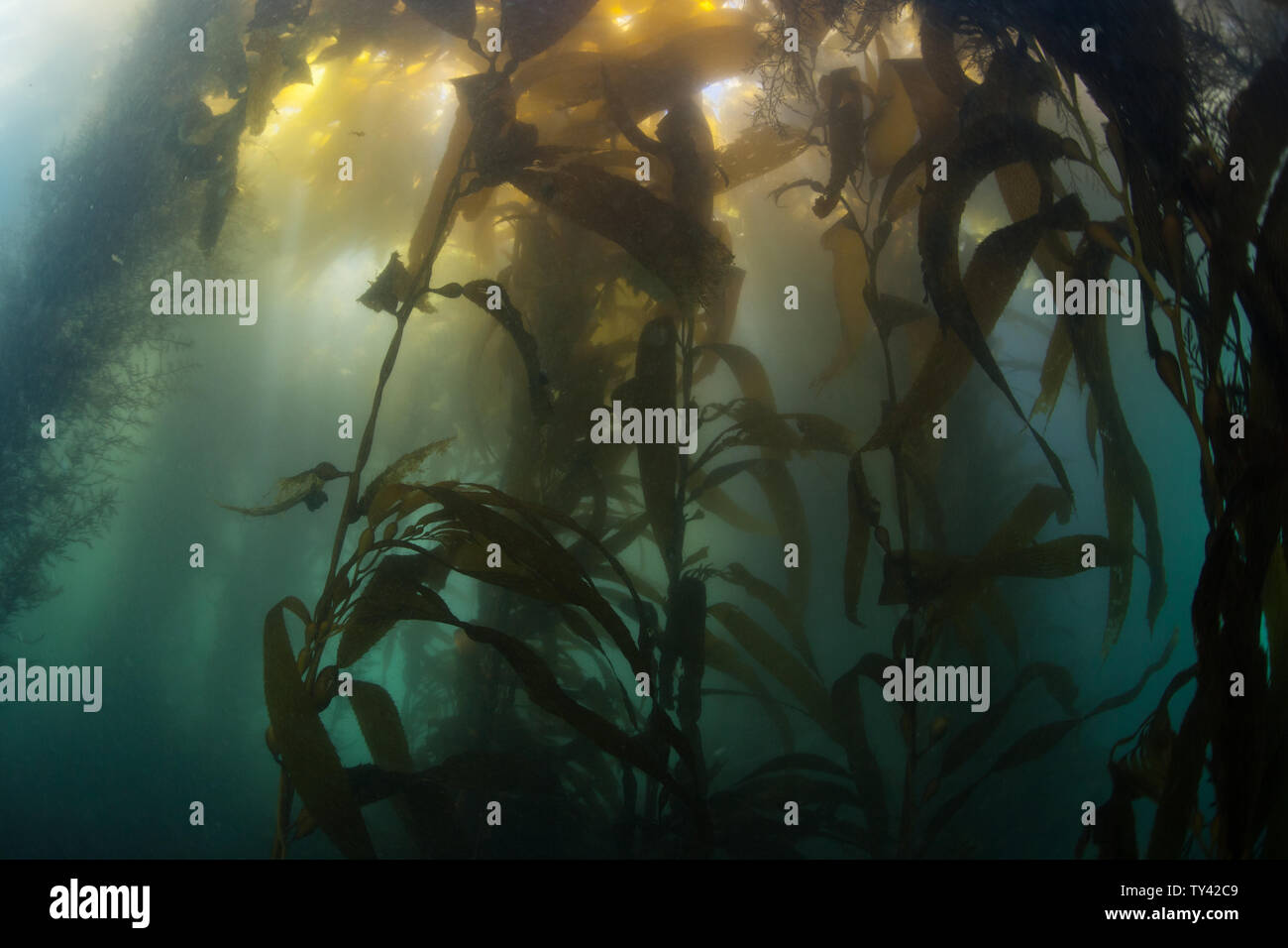 Una foresta di kelp gigante, Macrocystis pyrifera, cresce lungo la costa della California. Questa è una specie di alghe marine che può crescere in modo estremamente rapido. Foto Stock