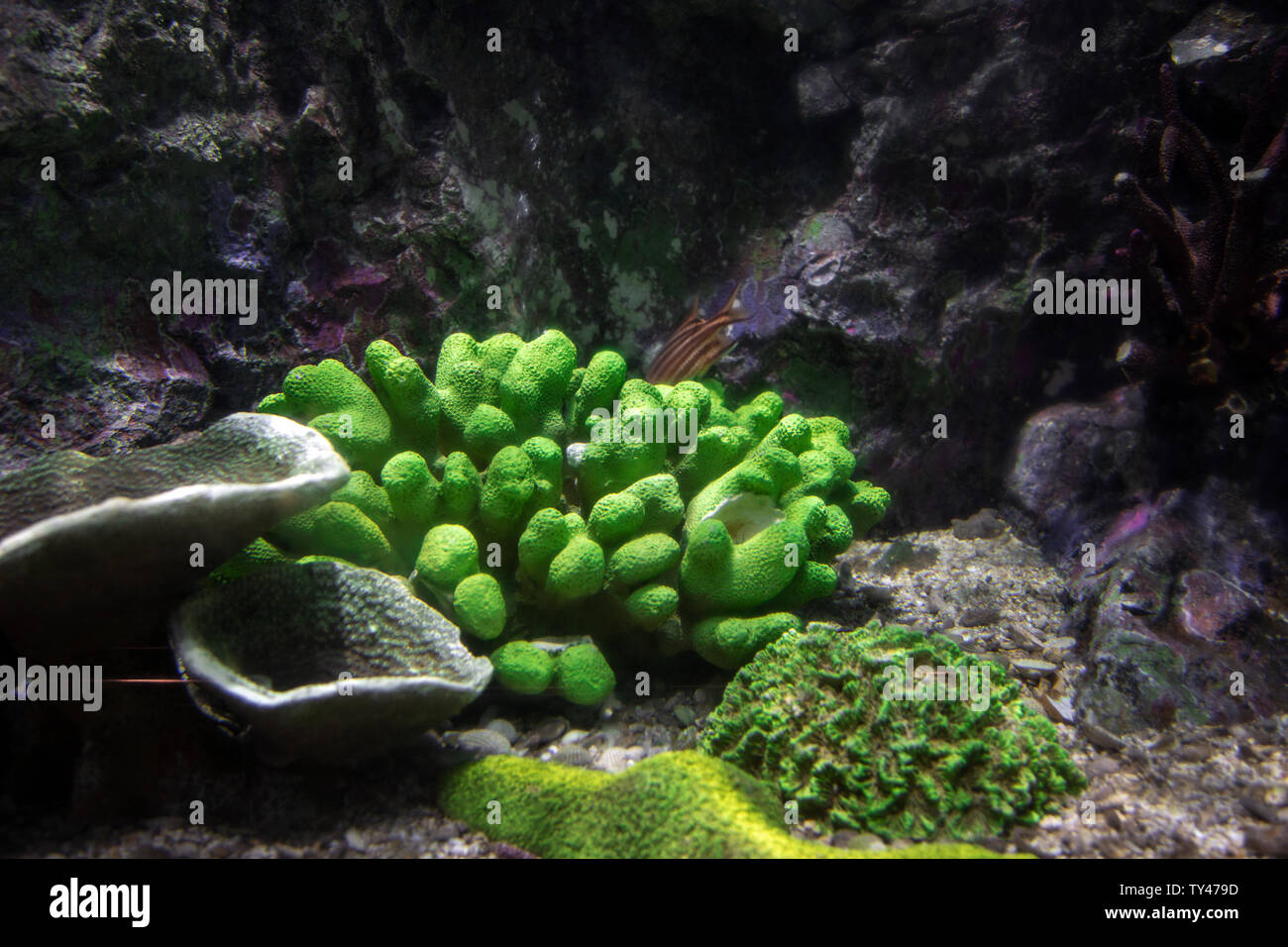 Coral sott'acqua in acquario Sea-life foto Foto Stock