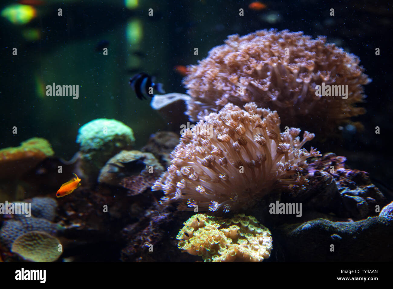 Albero in acquario con pesci sfondo scuro Foto Stock