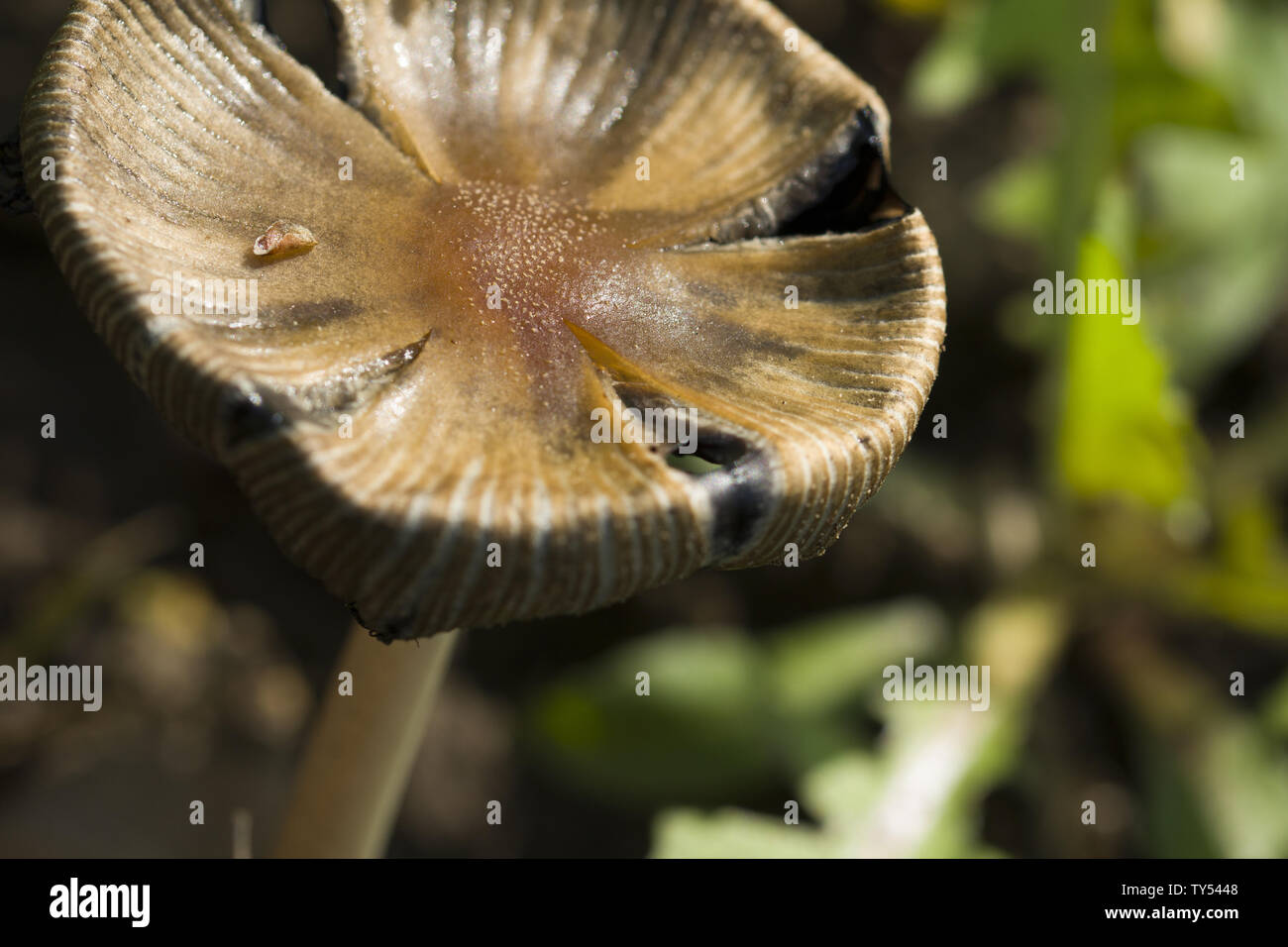 Piatto con testa a fungo nella foresta. Bellissimo appartamento con testa a fungo cresce nella foresta di autunno Foto Stock