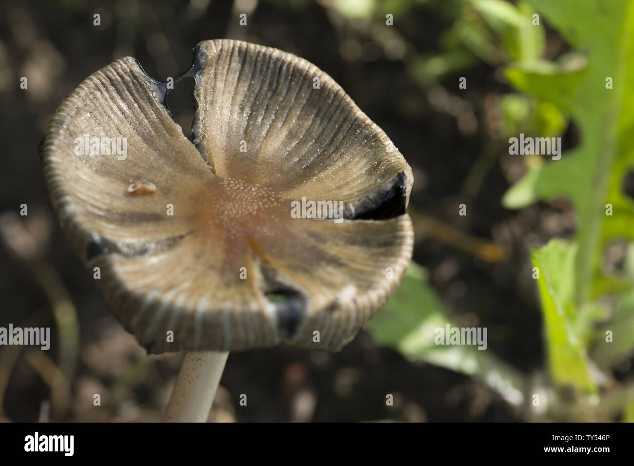 Piatto con testa a fungo nella foresta. Bellissimo appartamento con testa a fungo cresce nella foresta di autunno Foto Stock