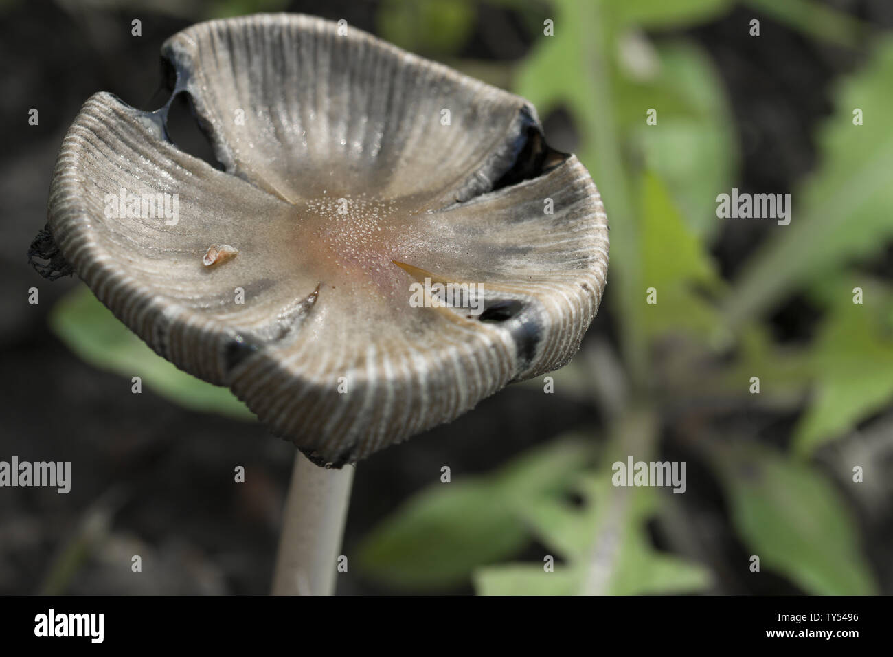 Piatto con testa a fungo nella foresta. Bellissimo appartamento con testa a fungo cresce nella foresta di autunno Foto Stock