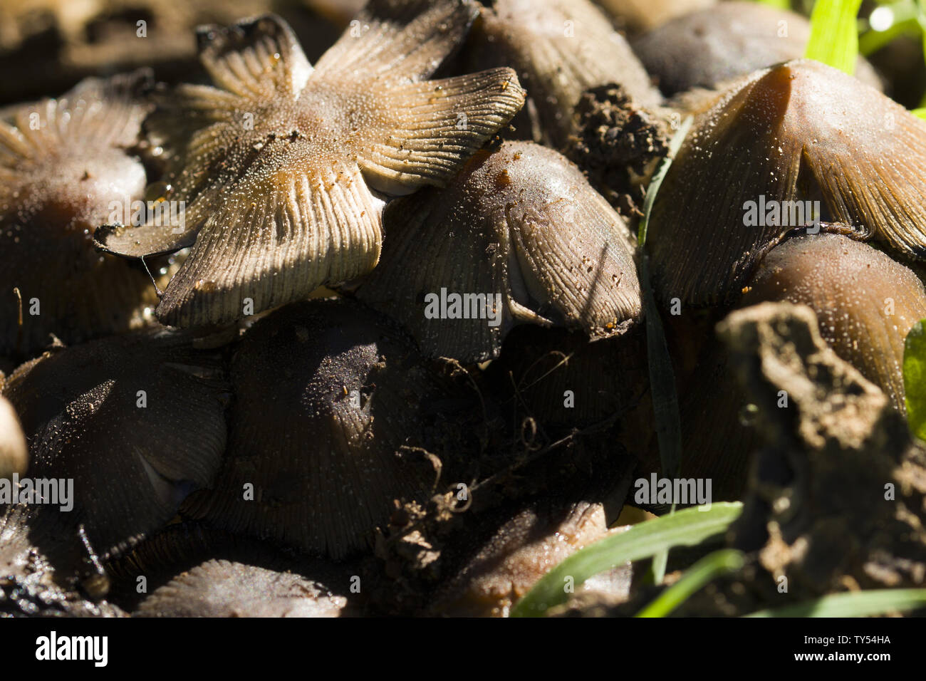 Gruppo di funghi di bosco Foto Stock