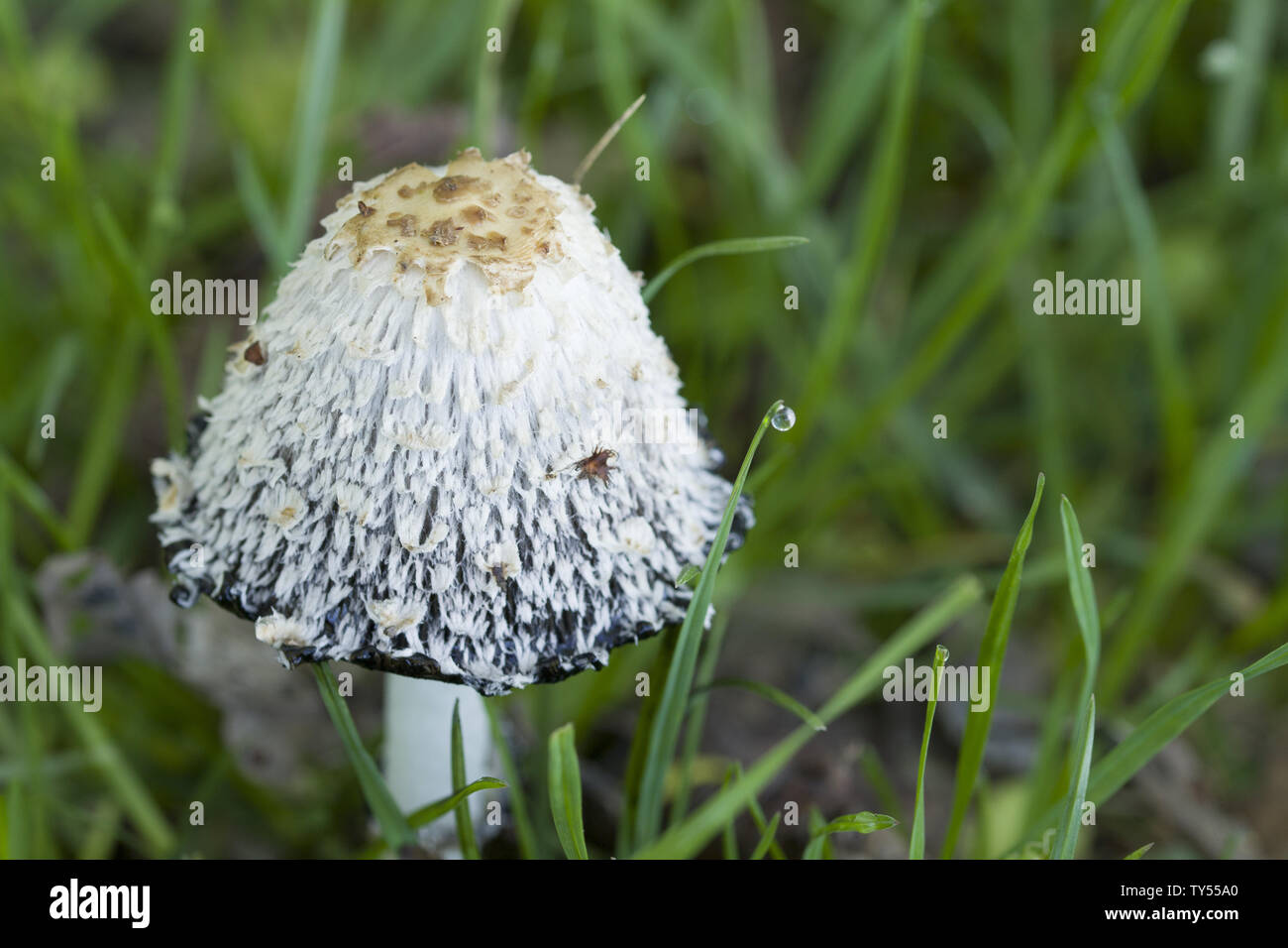 Ombrello a fungo con un cappuccio bianco. Crescendo nella foresta sullo sfondo di foglie, close-up Foto Stock