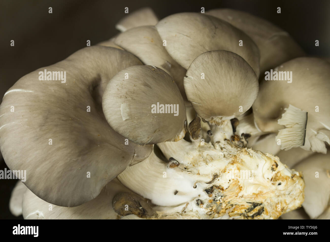 Oyster o fungo Pleurotus ostreatus come facilmente funghi coltivati Foto Stock