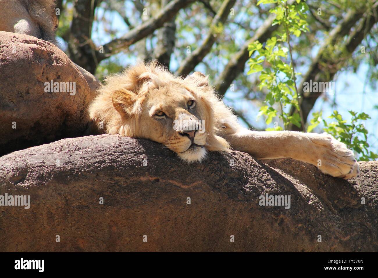 Giorni pigri Foto Stock