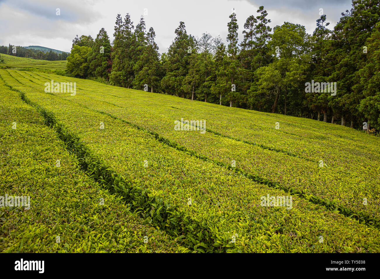 Unico piantagioni di tè sull isola Sao Miguel, arcipelago delle Azzorre, Portogallo Foto Stock