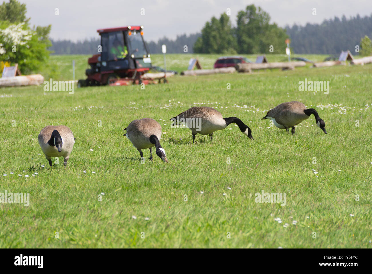 Quattro oche selvatiche sono nel mezzo di consumare sul campo in erba mentre un assistente di stazionamento funzionano.un tosaerba dietro di loro nel parco. Foto Stock