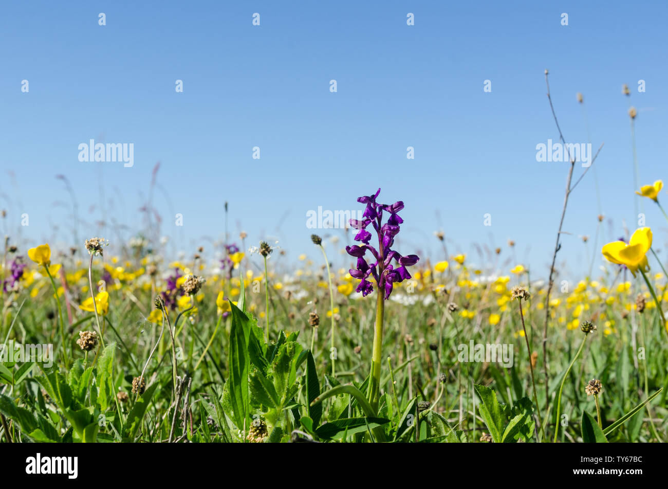 Colorate e luminose campo fiorito in una bassa immagine in prospettiva nella stagione primaverile all'isola svedese Oland Foto Stock