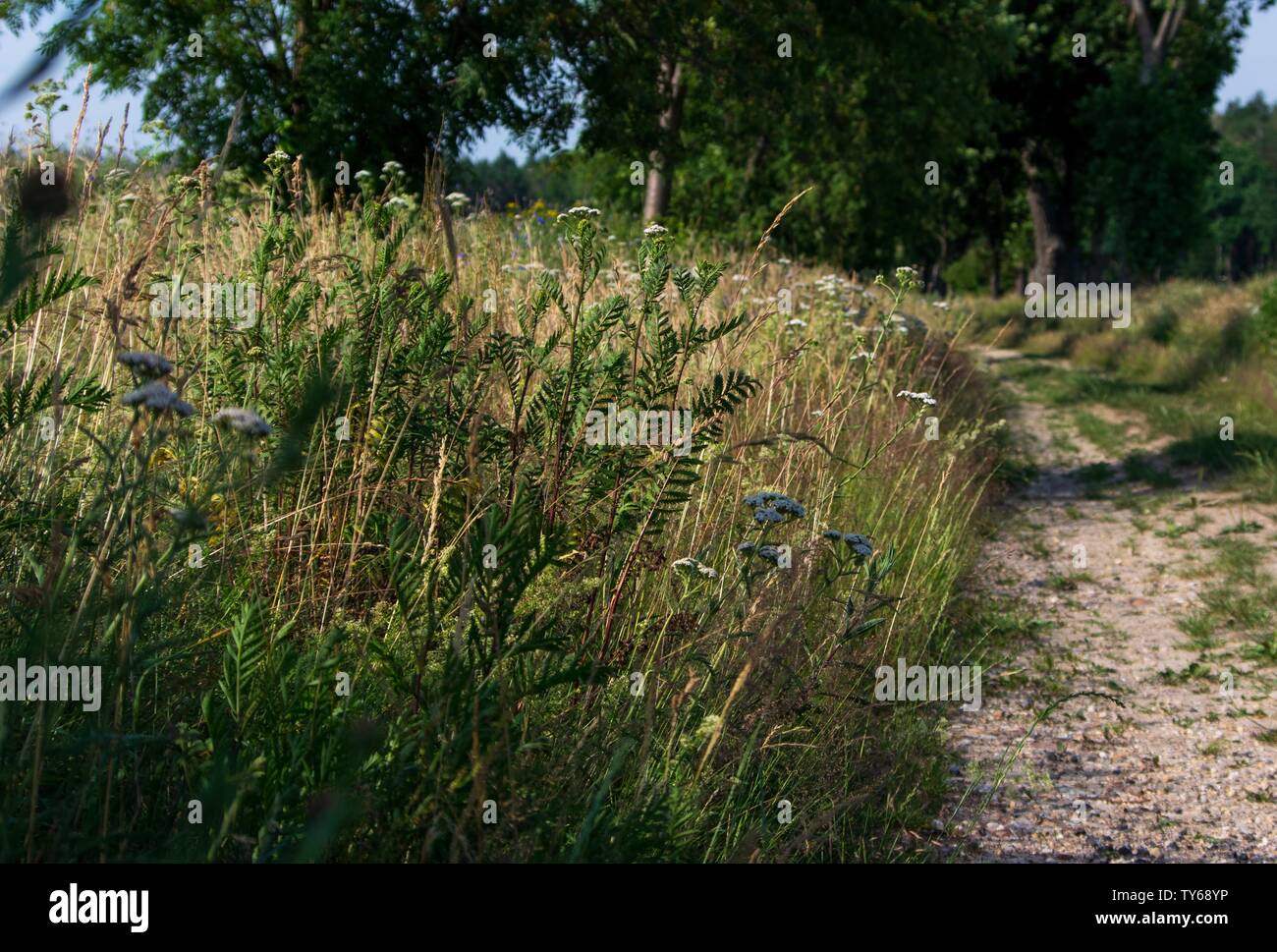 Estate erba sulla strada rurale della strada sterrata Foto Stock