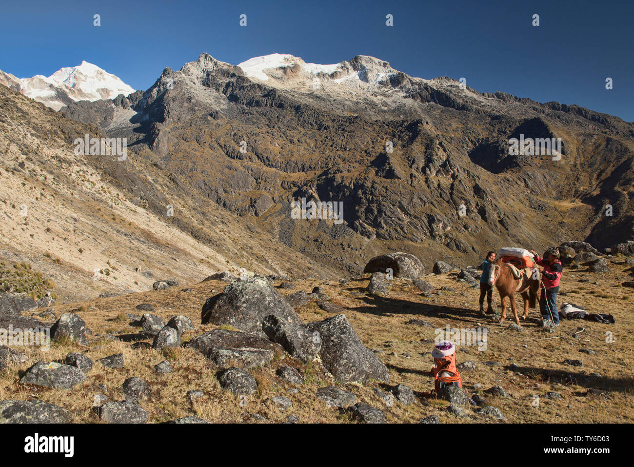 Il caricamento dei cavalli, Cordillera Real traversa, Bolivia Foto Stock