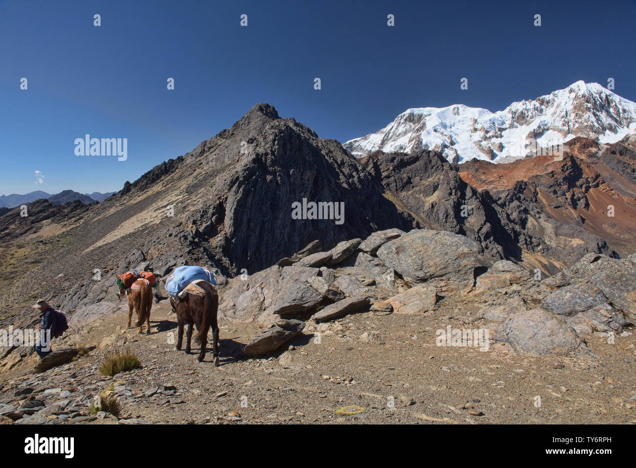 Arriero e muli attraversando l'Abra Illampu Pass, Cordillera Real traversa, Bolivia Foto Stock