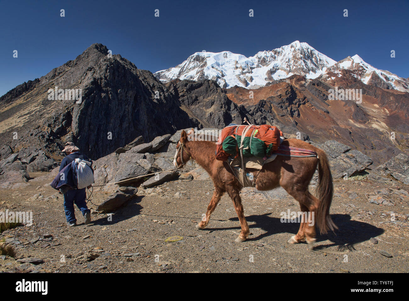 Arriero e mulo attraversando l'Abra Illampu Pass, Cordillera Real traversa, Bolivia Foto Stock