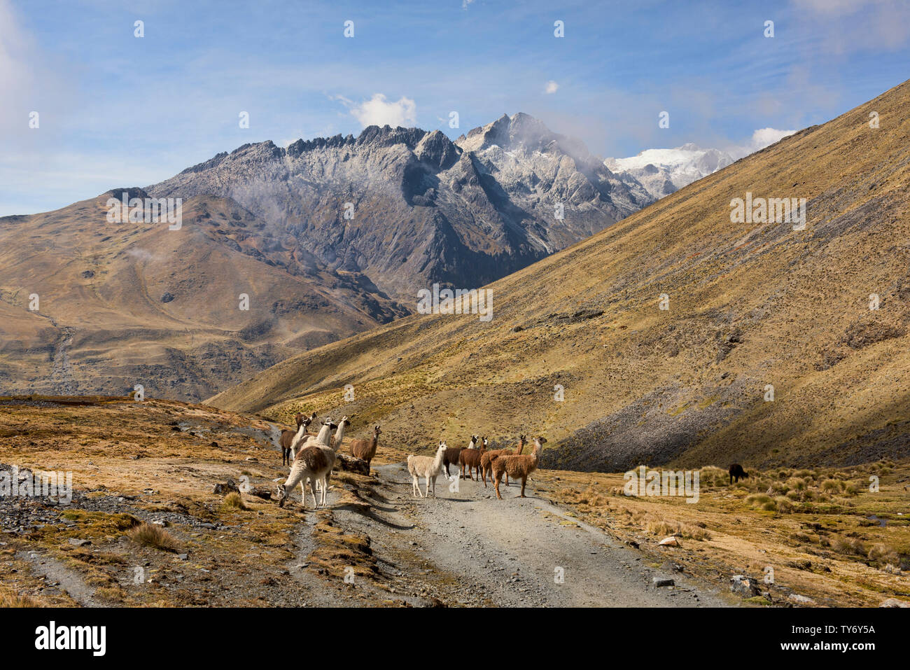 Trekking tra llama sulla Cordillera Real traversa, Bolivia Foto Stock