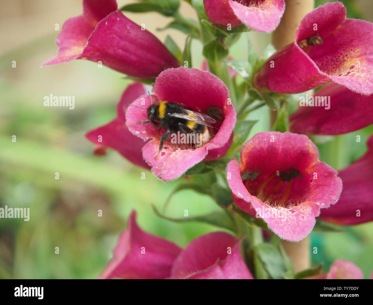 Bumblebee lasciando un viola foxglove dopo pollenating Foto Stock
