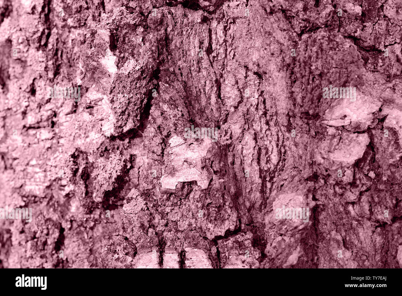 Betulla corteccia texture vicino. Tonica sfondo naturale Foto Stock