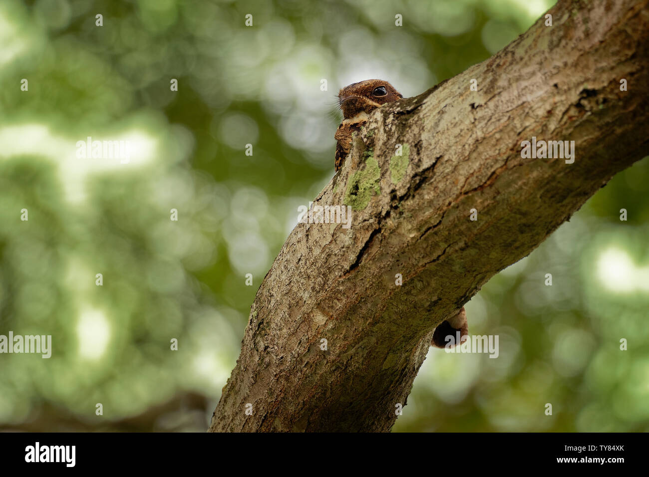 Grande-tailed Nightjar - Caprimulgus macrurus nightjar nella famiglia Caprimulgidae, che si trova lungo la costa meridionale foothills dell'Himalaya orientale, Asia del Sud, S Foto Stock