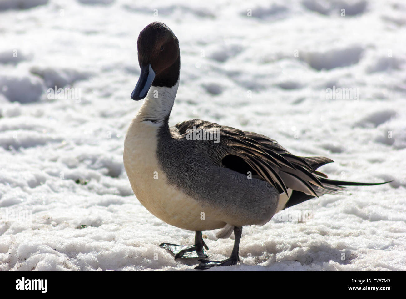 Pintail nord maschio anatra, in piedi nella neve. Bellissimo uccello con piume mozzafiato, lunghe code piume. Ventre bianco, piume a righe. Inverno Foto Stock