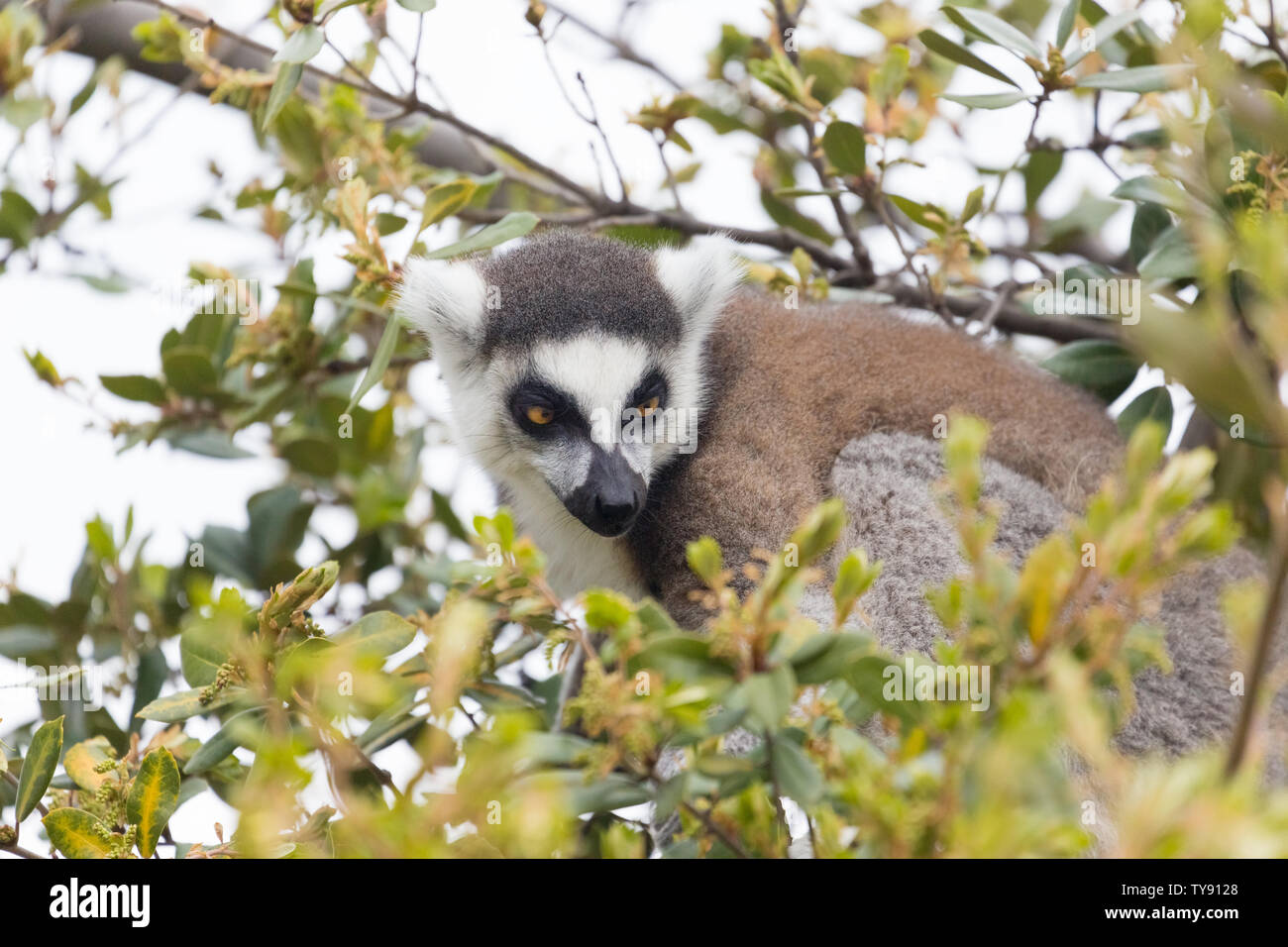 Anello-tailed lemur è un grande strepsirrhine primate. Foto Stock