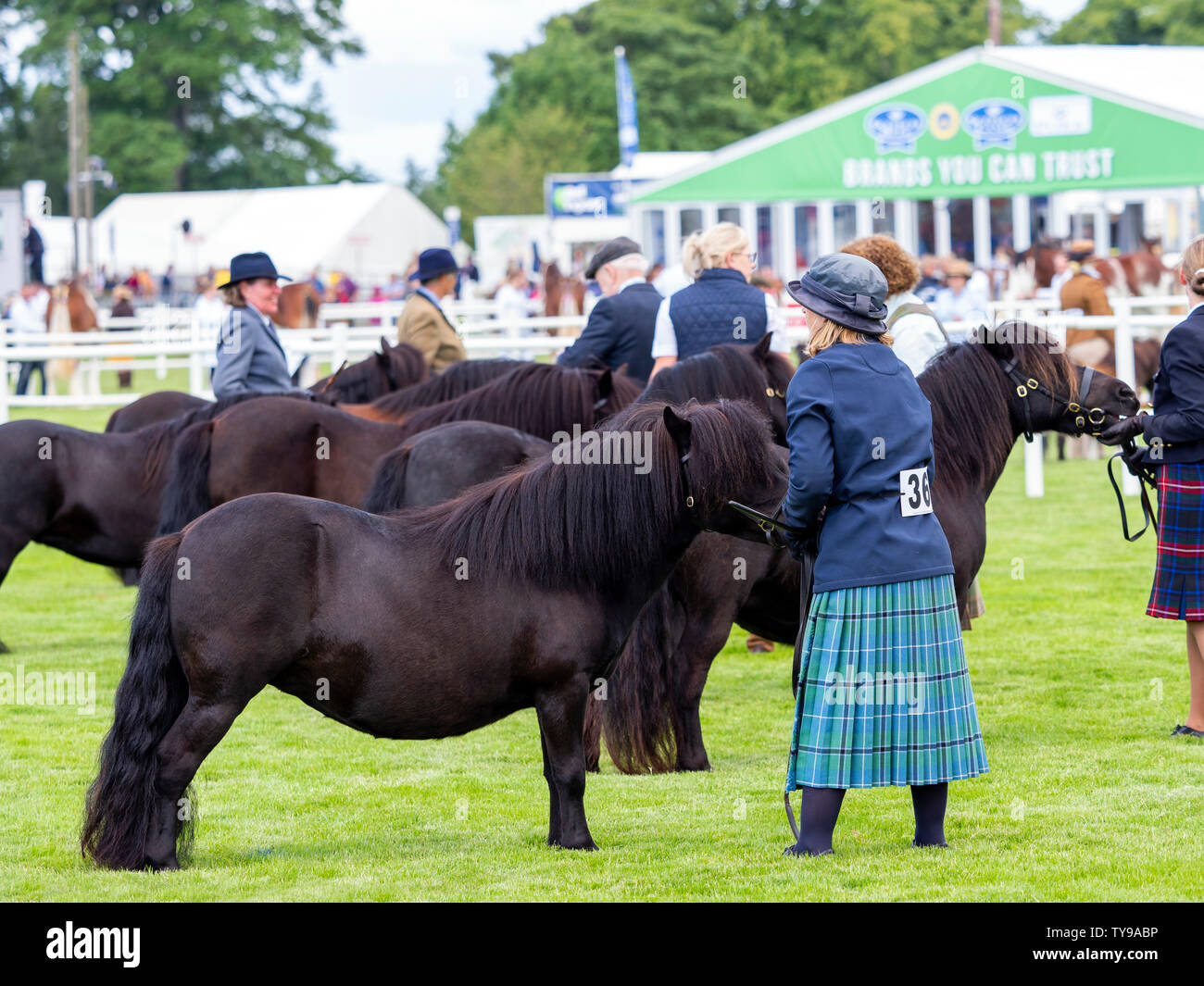 Pony Shetland visualizza, nell'anello principale della Royal Highland Show Foto Stock