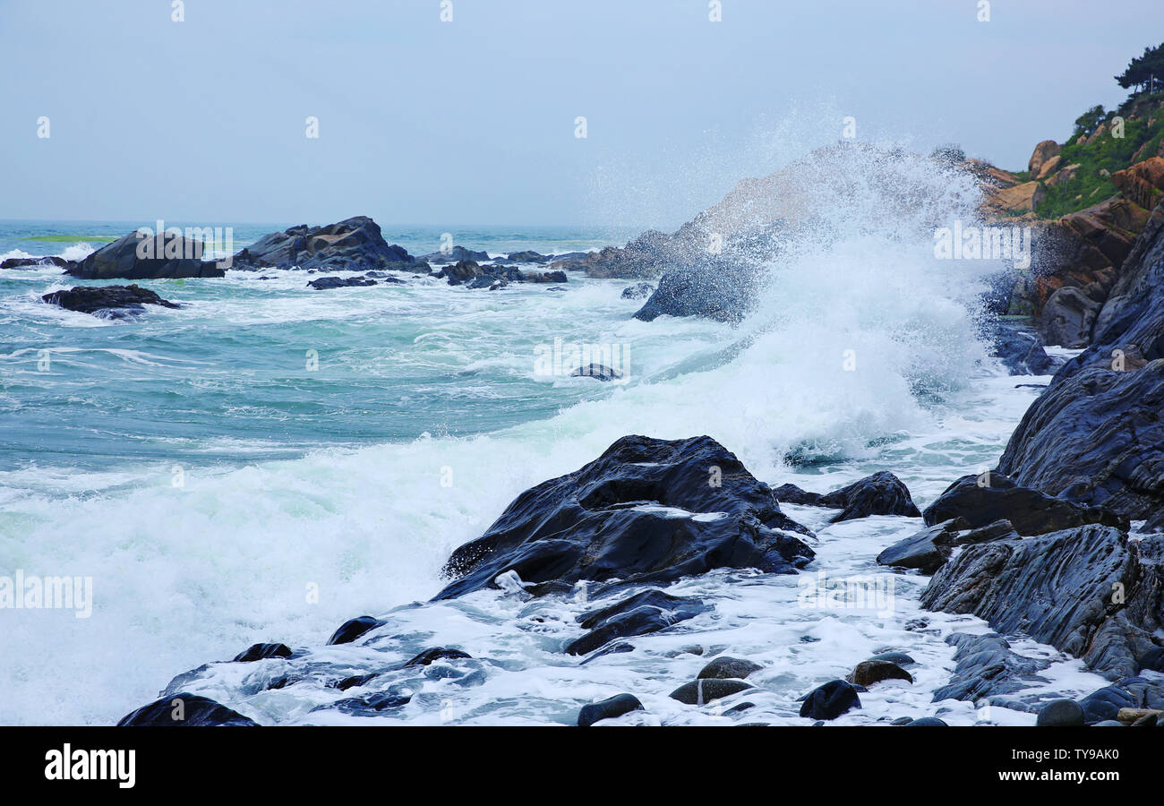 Un gruppo di foto dell'anima del mare Foto Stock