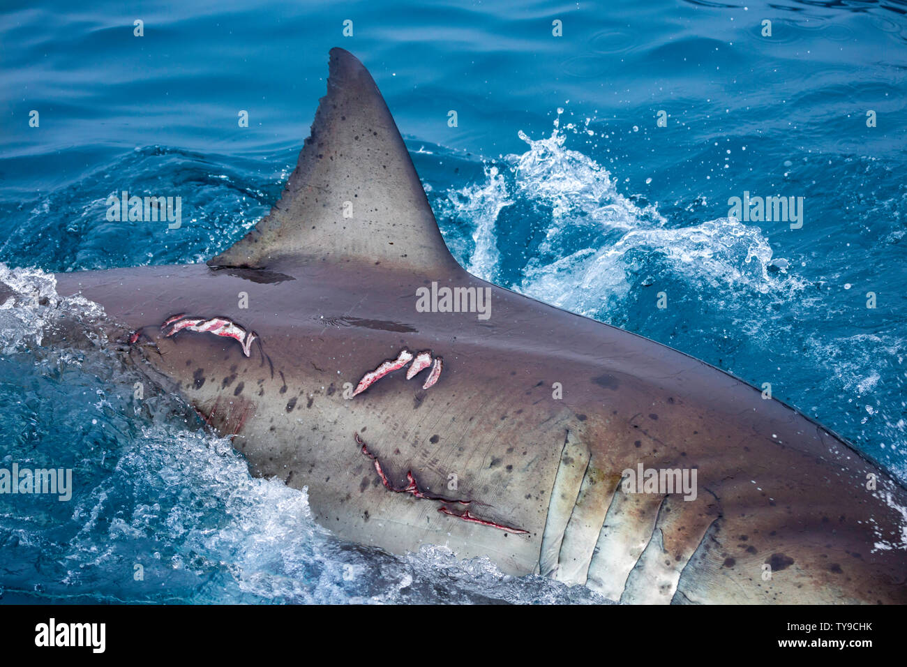 Il grande squalo bianco, Carcharodon carcharias, con le ferite del morso di lato. È possibile che questo è una femmina e queste sono da tentativi di accoppiamento. Foto Foto Stock