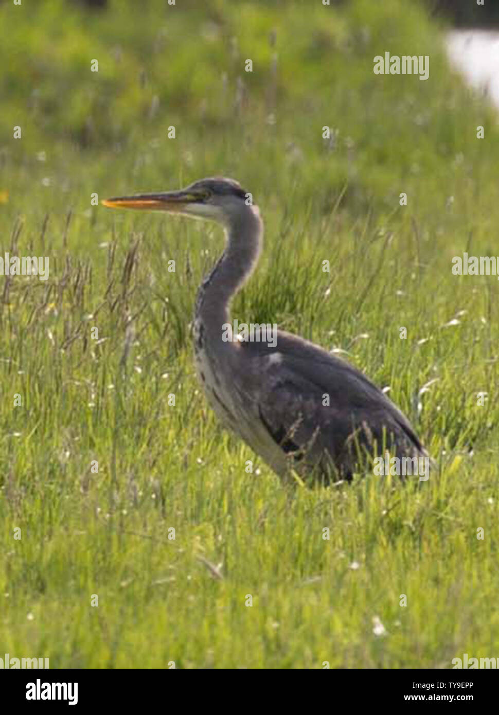 Herron in un campo Foto Stock