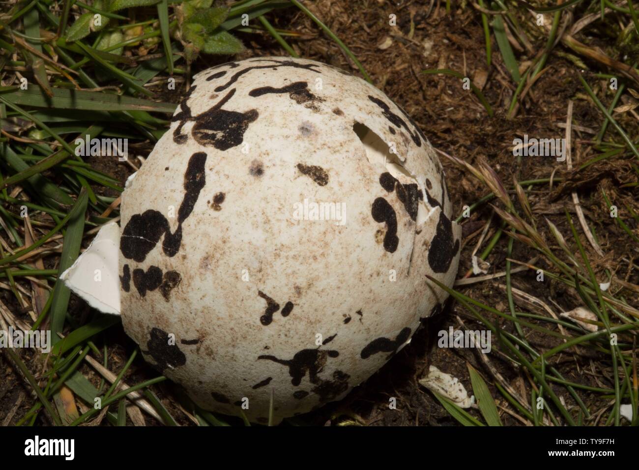 Uova di uccello Foto Stock