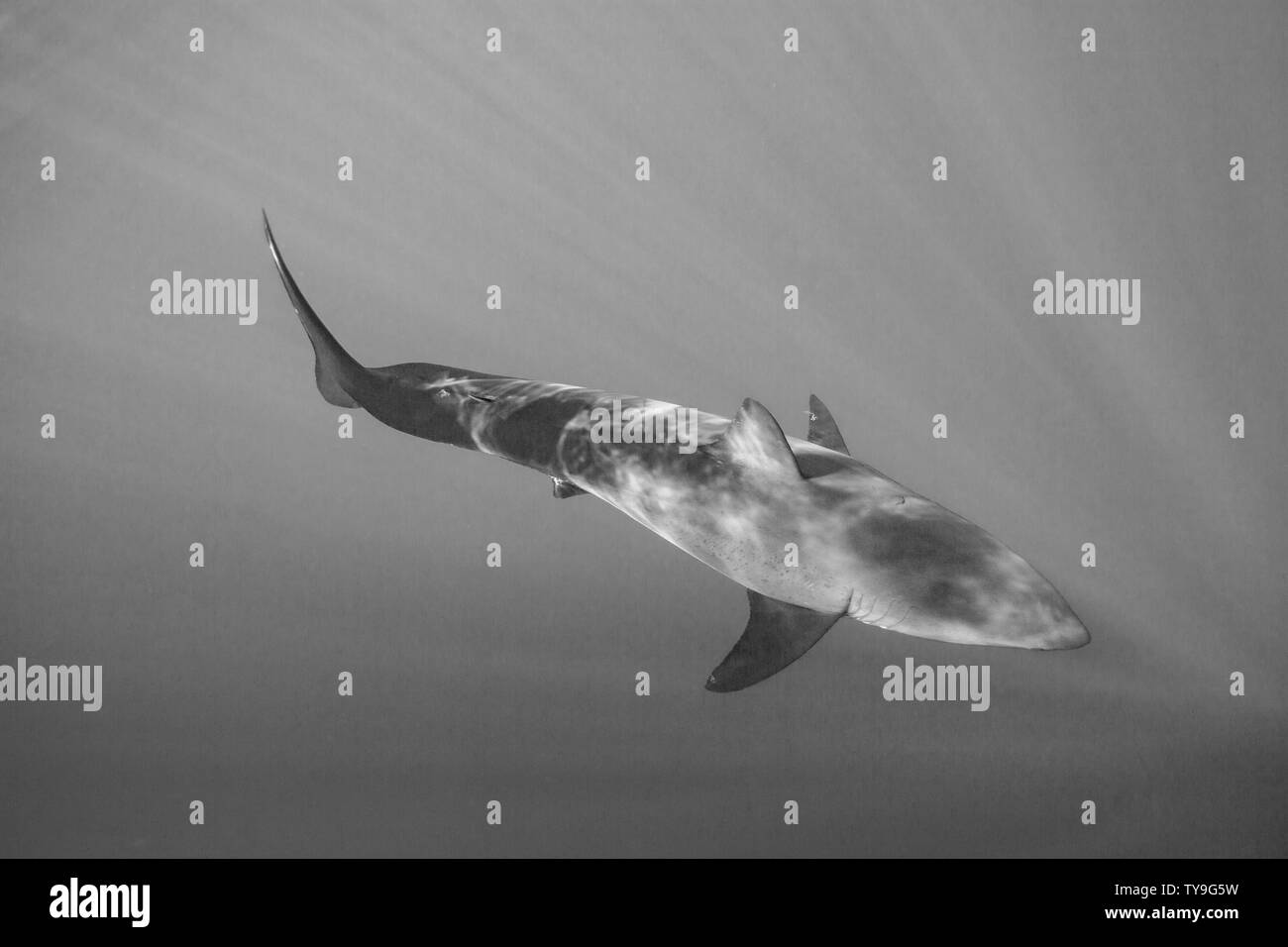 Questo grande squalo bianco, Carcharodon carcharias, è stato fotografato off Isola di Guadalupe, in Messico. Foto Stock