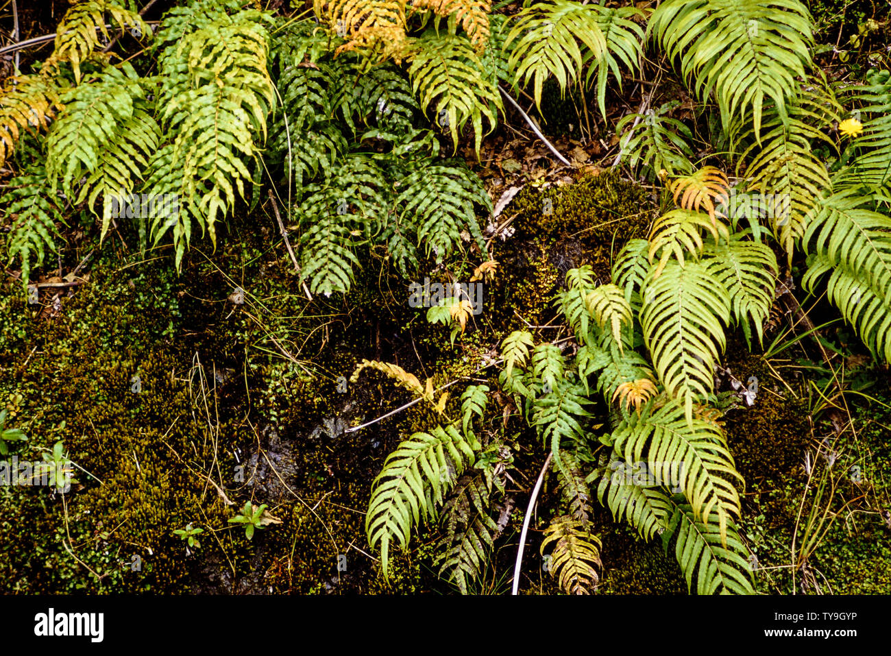 Nuova Zelanda, Isola del Sud. Westland Tai Poutini National Park che contiene molti elementi di foreste pluviali temperate. come le felci crescente nella calda Foto Stock