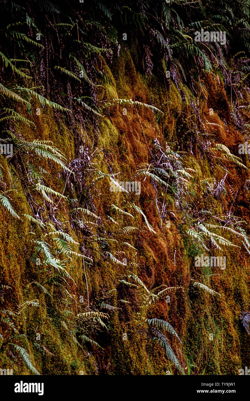 Nuova Zelanda, Isola del Sud. Westland Tai Poutini National Park che contiene molti elementi di foreste pluviali temperate. come le felci crescente nella calda Foto Stock