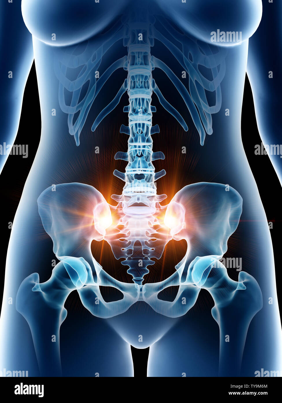 3D Rendering accurato dal punto di vista medico illustrazione di un femmine ossa pelviche Foto Stock