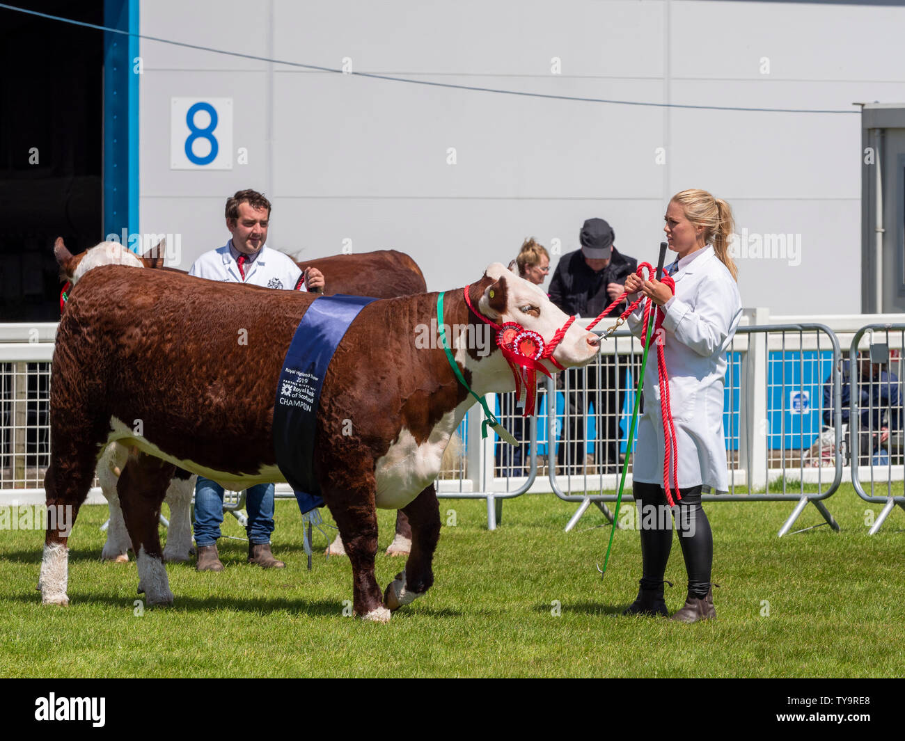 Donna leader Hereford Cow a Show Foto Stock
