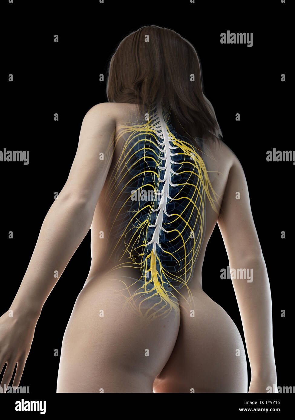 3D Rendering accurato dal punto di vista medico illustrazione di un femmine il midollo spinale Foto Stock