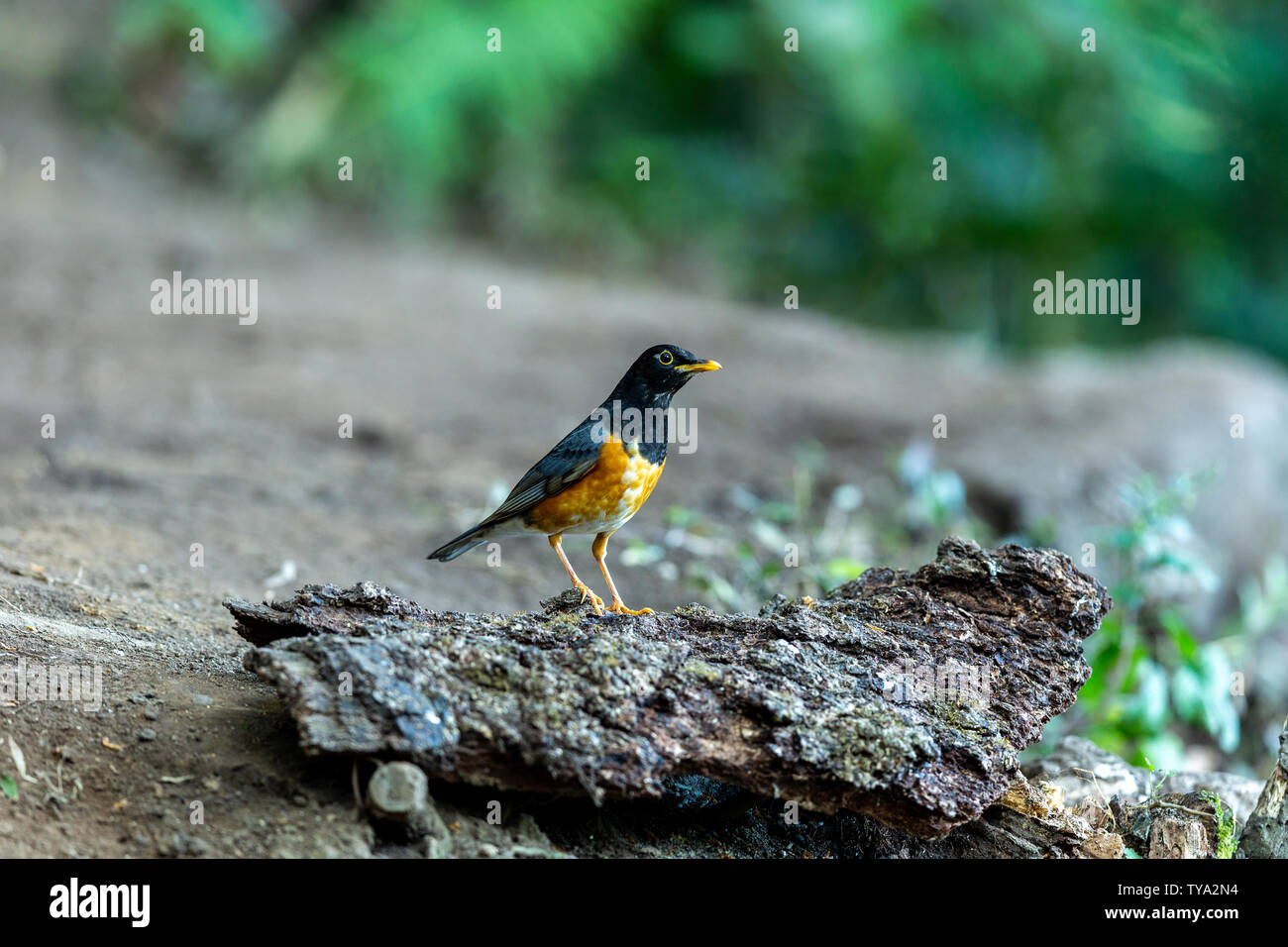 Nero-breasted tordi che vivono in una densa foresta pianura. Foto Stock