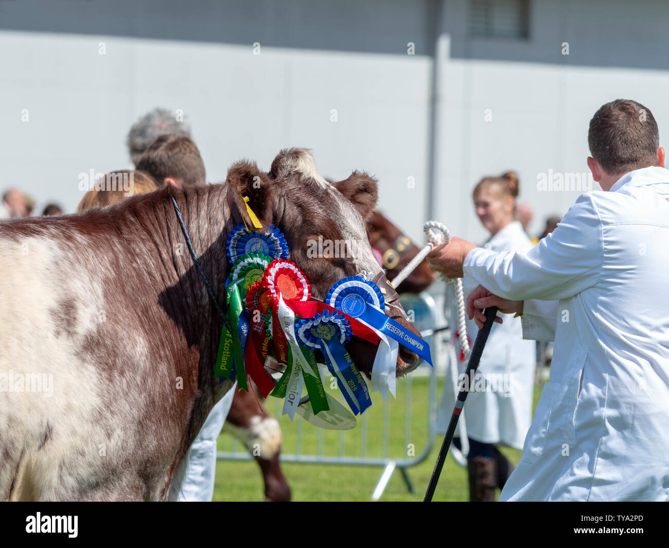 Bestiame Shorthorn al Royal Highland Show Foto Stock