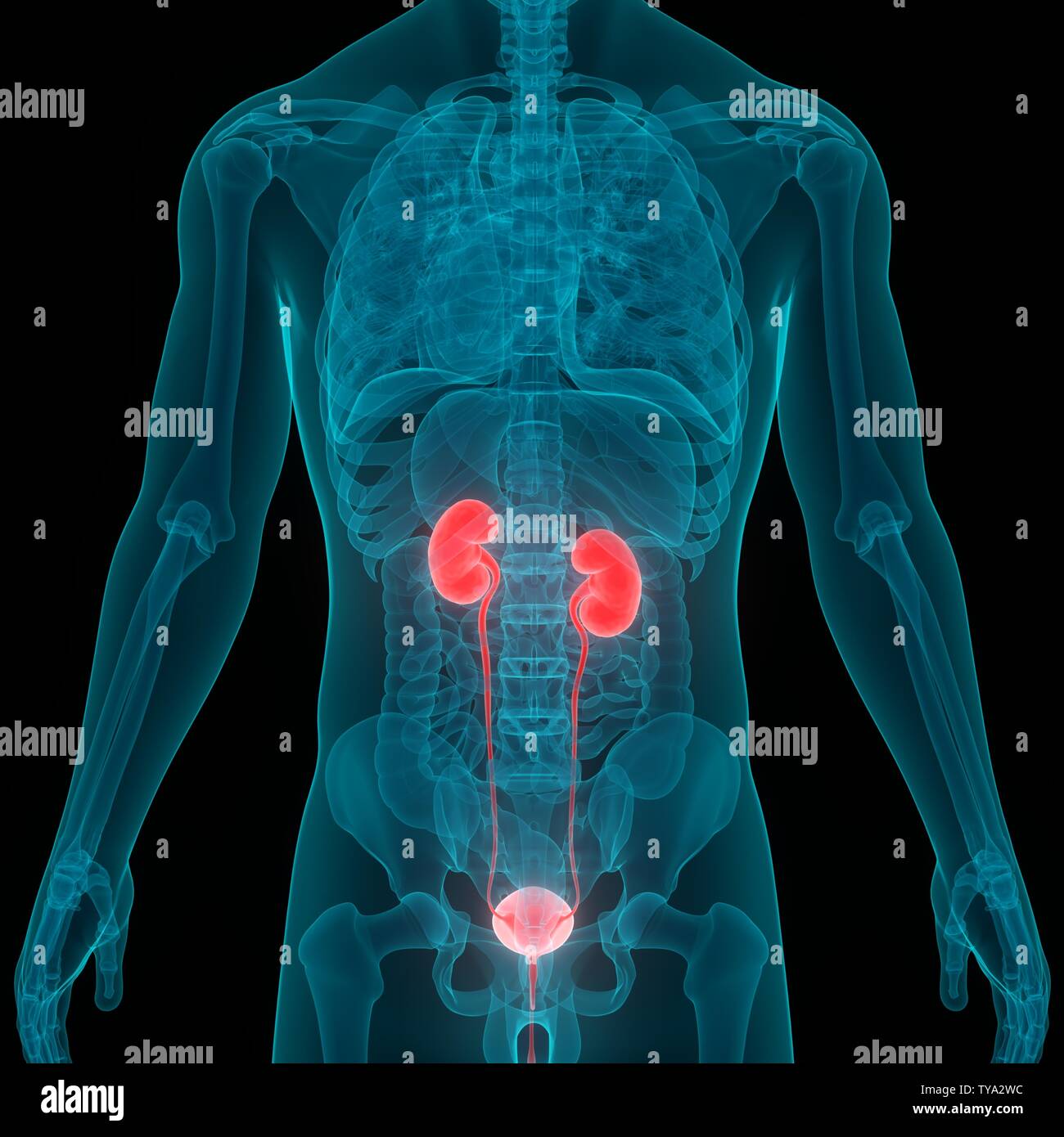 Maschio sistema urinario i reni con anatomia della vescica Foto Stock