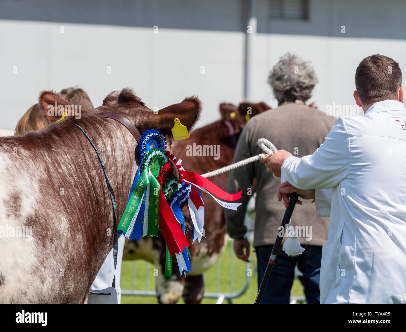Bestiame Shorthorn al Royal Highland Show Foto Stock