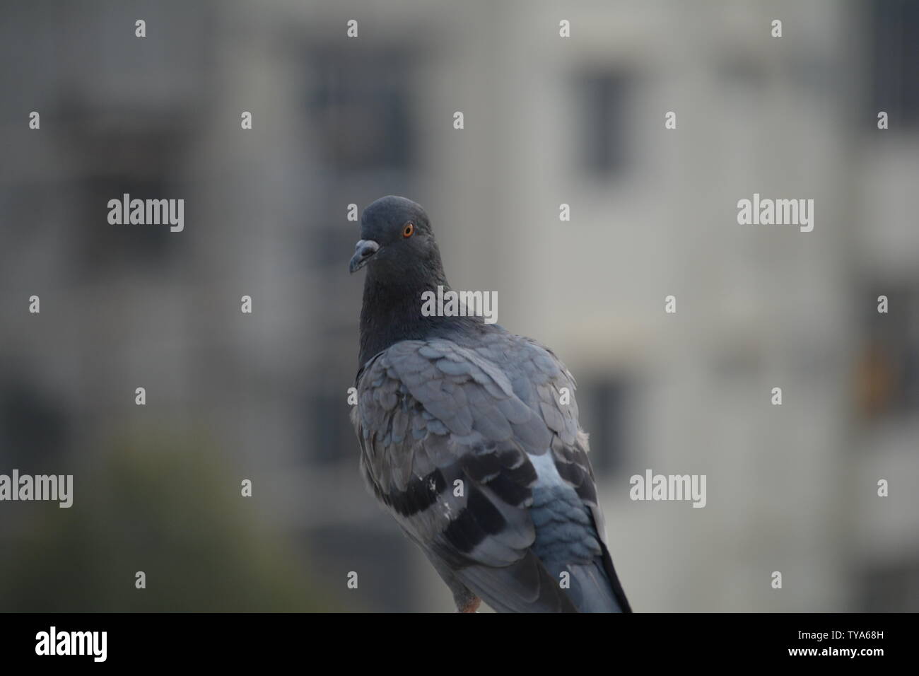 Piccione in area urbana.Questo mostra come sono stati adattati all'ambiente urbano Foto Stock