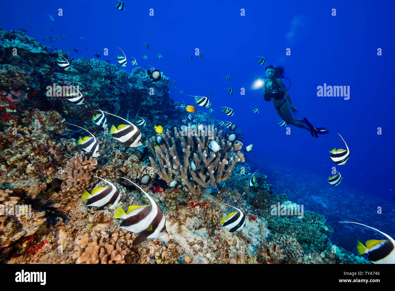 Come un subacqueo (MR) irradia la sua luce, scolarizzazione pennantfish, Heniochus diphreutes, nuotare in corallo corna sulla parte esterna di Molokini Riserva Marina off th Foto Stock